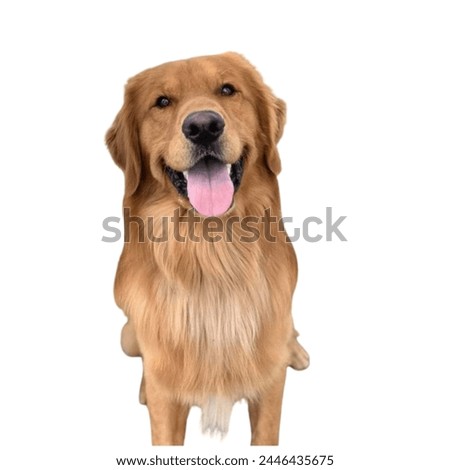 golden retriever dog with white background.