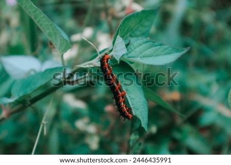 Indonesia 6 April - photo of a black and red caterpillar on its legs