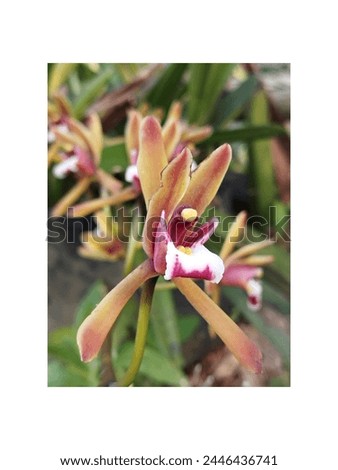 A picture of wild orchid "Cymbidium finlaysonianum"
