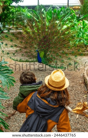 A mother and child looking at an open male Indian peacock because it is in heat looking for females