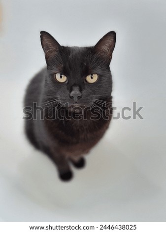 Cute black cat on the white background