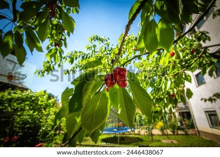 Cherry tree with fresh grown red fruits in May in a garden with 
a small part of a house with a white facade on the right, and with a white basketball backboard and blue trampoline in the background