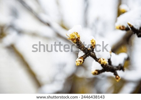 Sharp cold snap and snowfall on budding trees in spring. Royalty-Free Stock Photo #2446438143