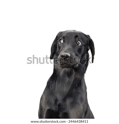 Retriever Images Black dog pictures are available under a royalty-free license
      