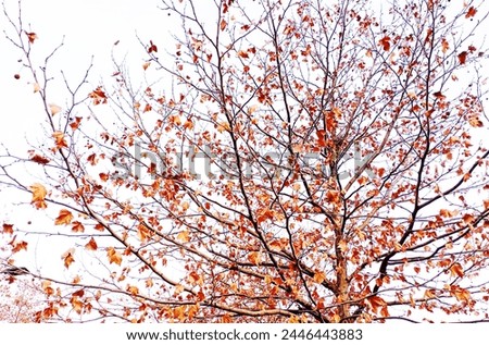 ive leaf model, leaf with veins, close-up leaf vein structure on the branch, textures on the tree, plane leaves Royalty-Free Stock Photo #2446443883