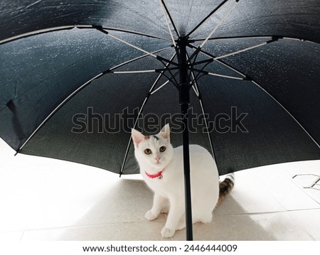 white cat standing under the umbrella, sarman cat , tiny kitten view beautiful background isolated