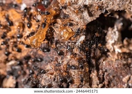Red head black body fire ants honeypot Myrmecocystus detail macro inside anthill on a tree