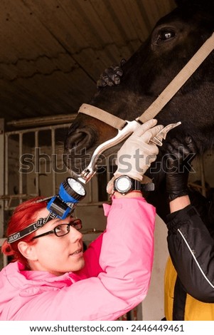 Vet inspecting horse's teeth with dental tool. Simple yawner for horses. Mouth gag Royalty-Free Stock Photo #2446449461