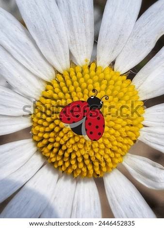 Contemporary Collage with Ladybug illustration and closeup Daisy Flower. Summer Collage wtih Flowers. Creative Ladybug Day concept. Summer Art in trendy style. 