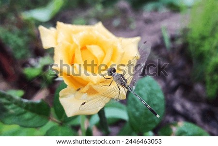 Green Dragonfly on Yellow Rose. Vibrant insect rests on a beautiful blooming flower. For Nature background wallpaper, Insect Photography, Flower photography, Fragile, Coexistence, Colorful Contrast Royalty-Free Stock Photo #2446463053