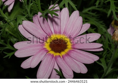 The "Pink African Daisy" is likely referring to a specific variety or cultivar of Arctotis, a genus of flowering plants native to southern Africa. 