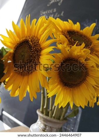 Sunflowers bouchet on front of black walll Royalty-Free Stock Photo #2446464907
