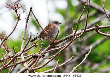 Under the moonlit sky, a sparrow finds its nest on a sturdy branch, surrendering to the night's embrace, a serene silhouette of nature's tranquility.
 Royalty-Free Stock Photo #2446466439