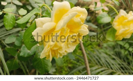 Vibrant Yellow Rose Blooming in Sunshine"

Description: "Capture the beauty of nature with this stunning image of a vibrant yellow rose in full bloom, illuminated by warm sunshine. Perfect for adding 