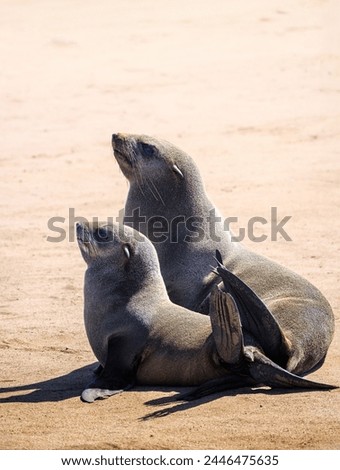 Mother and child of the Cape fur seal at Cape Cross, Namibia. Portrait of the Brown fur Seals family on sand coast of Atlantic Ocean, wild marine animals of South Africa. Two eared seals in wildlife. Royalty-Free Stock Photo #2446475635