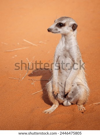 Meerkat or Suricate (Suricata suricatta) on wild nature habitat of Kalahari desert, Namibia. Funny Meerkat in wilderness with red sand, soft blur background.