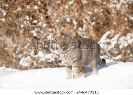 portrait of tabby gray cat walking on winter nature, standing in snow on background of bush, pet's life