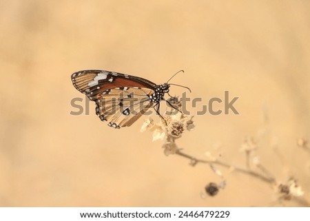 Plain Tiger Butterfly close up Picture. Beautiful butterfly with yellow background 