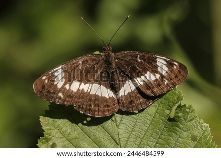 A brown and white butterfly is sitting on a green leaf. Royalty-Free Stock Photo #2446484599