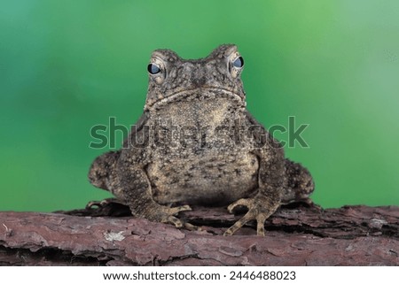 Phrynoidis aspera toad closeup on wood with isolated background, Phrynoidis aspera toad closeup