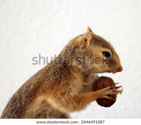 Photo of cute squirrel animal