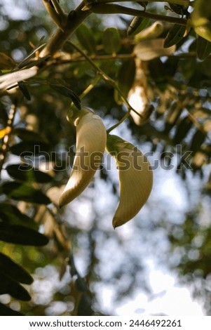 White Agasta Flower, Vegetable hummingbird tree, with natural background, stock photo.