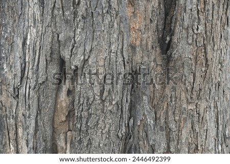 Old tree texture. Bark pattern, For background wood work, Bark of brown hardwood, thick bark hardwood, residential house wood. nature, tree, bark, hardwood, trunk, tree , tree trunk close up texture Royalty-Free Stock Photo #2446492399