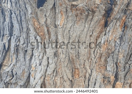 Old tree texture. Bark pattern, For background wood work, Bark of brown hardwood, thick bark hardwood, residential house wood. nature, tree, bark, hardwood, trunk, tree , tree trunk close up texture Royalty-Free Stock Photo #2446492401