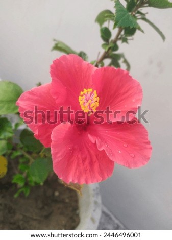 lovely flower, hibiscus flower, garden flower, good morning