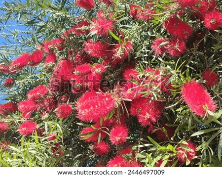 Crimson bottlebrush: a species of Bottlebrushes, its botanical name is Callistemon citrinus.