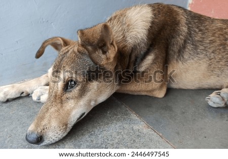 Cute Dog Waiting Patiently. Loyal companion awaits owner's return, eyes filled with longing. For Pet background, Canine wallpaper, Dog behavior, Man's Best Friend, Pet Photography, Animal Portrait