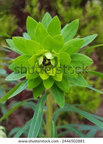 Green spikey flower black seed Royalty-Free Stock Photo #2446502881