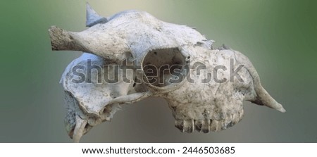 Full blur A picture of a dead goat's skull