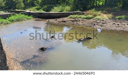 Happy Water Buffaloes Swimming. Playful water buffaloes cool off in a refreshing pond. Summer vibes background, wildlife wallpaper, Pond Bath, Animal Playtime, Rural Life, Farm Animals, Serene Nature