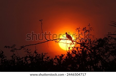 In the evening, a bird sits on a branch. Silhouette photography The sun is about to set, very beautiful.