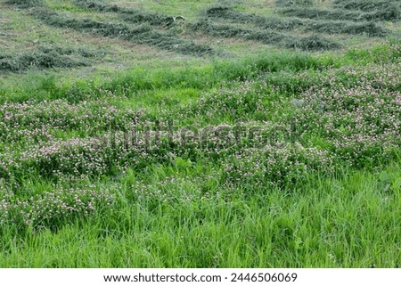 a field of wild clovers with a green grass background