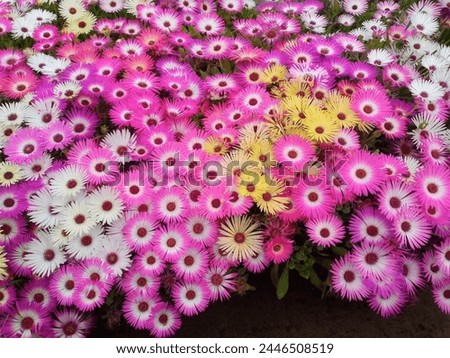 Vibrant Bouquet of Multicolored Flowers Nature's Kaleidoscope