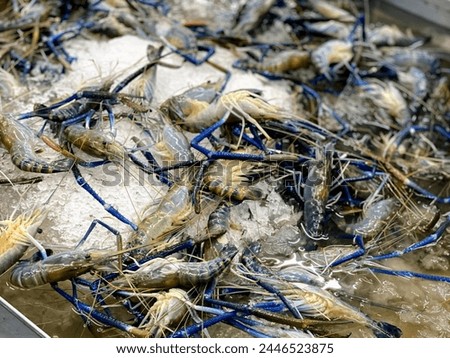 a photography of a tray of shrimps on ice in a metal container.