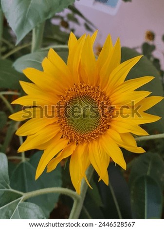 sunflower closeup picture taken by me