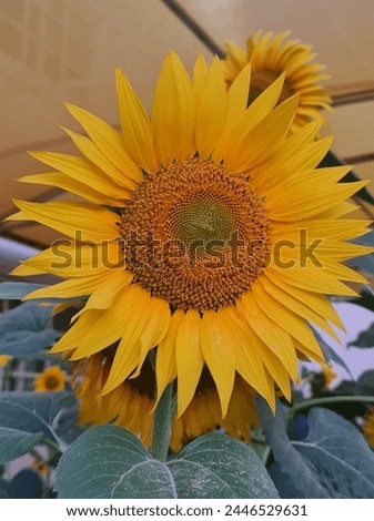 beautiful close-up of sunny bright sunflower 