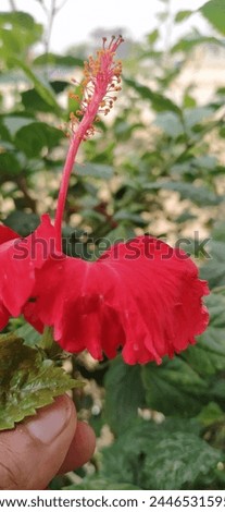 "Red flower" is a simple phrase that typically refers to any flower that is red in color. There are many types of flowers that come in red varieties, including roses, tulips, poppies, carnations, and 
