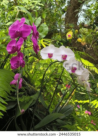 The pictures of orchids in the garden are beautiful.