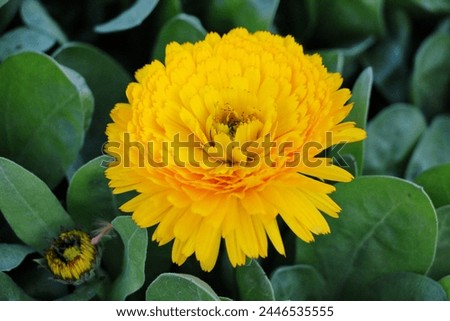 Calendula flower close-up in the month of April