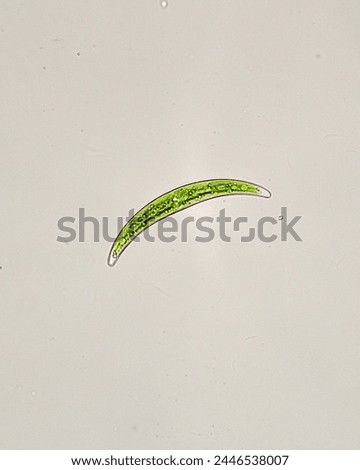 Closterium sp., a genus of Desmids, a group of charophyte green algae. It is placed in the family Closteriaceae. Species of Closterium are a common component of freshwater microalgae flora worldwide. Royalty-Free Stock Photo #2446538007