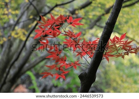 A photo of autumn leaves and nature.