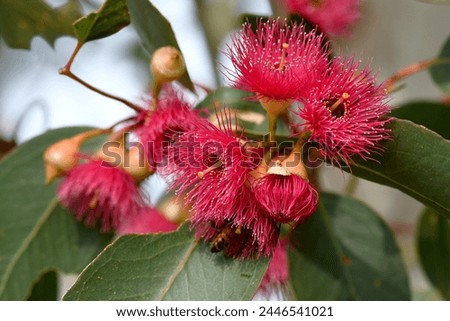 Close up of pink red blossoms of the Australian native Mugga or Red Ironbark Eucalyptus sideroxylon, family Myrtaceae, in central west NSW. Small to medium gum tree endemic to dry sclerophyll forest Royalty-Free Stock Photo #2446541021