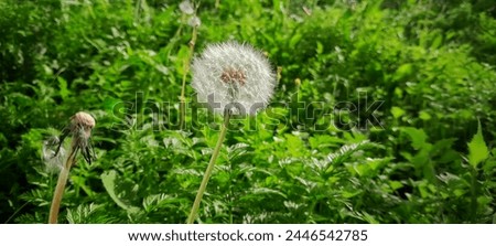 Dandelion or called Taraxum Officinale among the green grass in the sunny garden Royalty-Free Stock Photo #2446542785