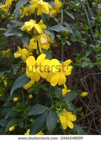 Yellow Flowers Beautiful Natural Yellow