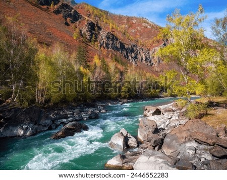 Colorful autumn landscape with golden leaves on trees along turquoise stormy mountain river in sunshine. Bright scenery with mountain river and yellow trees in autumn colors in fall time.