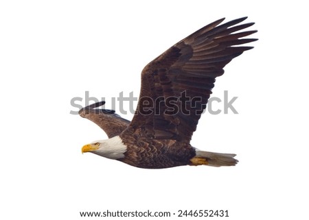 bald eagle flying isolated on white background, eagle flying isolated,
Bald eagle flying.